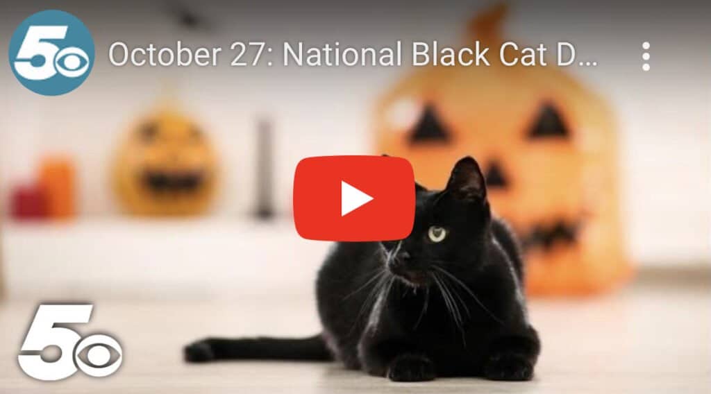October 27: National Black Cat Day October 27: National Black Cat Day