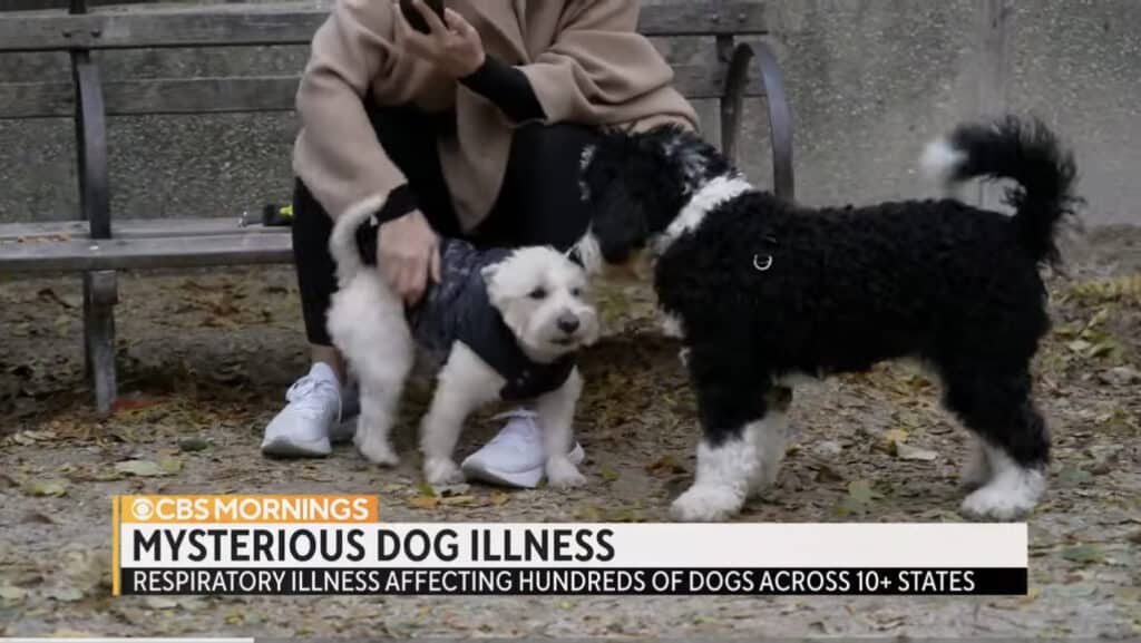 Mystery respiratory illness continues to spread among dogs Mystery respiratory illness continues to spread among dogs