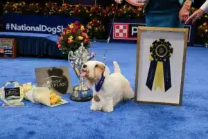 Stache the Sealyham Terrier wins Best in Show at the 2023 National Dog Show
