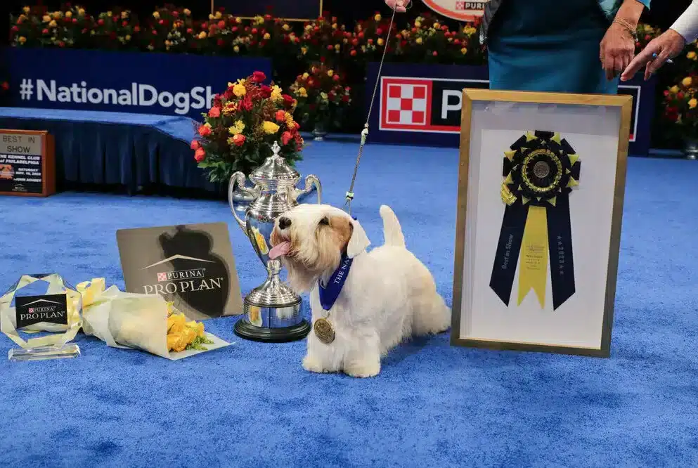 Stache the Sealyham Terrier wins Best in Show at the 2023 National Dog Show