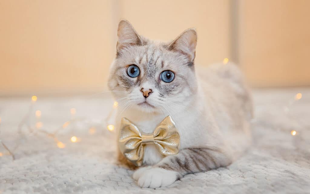 DEAR TABBY | Salvaging Success from Wreckage of New Year’s Resolutions Gone Wrong DEAR TABBY | Salvaging Success from Wreckage of New Year’s Resolutions Gone Wrong