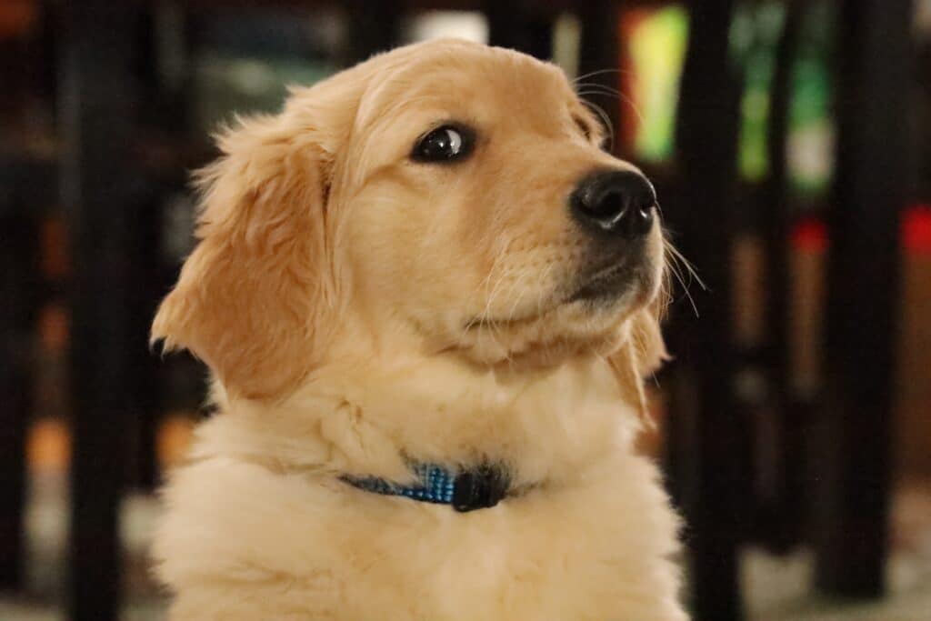 DEAR TABBY | Golden retriever pup ‘Elvis’ is all shook up over making new pooch pals DEAR TABBY | Golden retriever pup ‘Elvis’ is all shook up over making new pooch pals