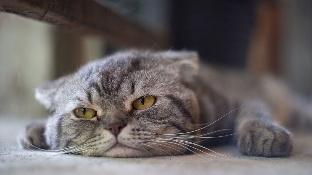 DEAR TABBY | Decoding Senior Cat Behavior Shifts DEAR TABBY | Decoding Senior Cat Behavior Shifts