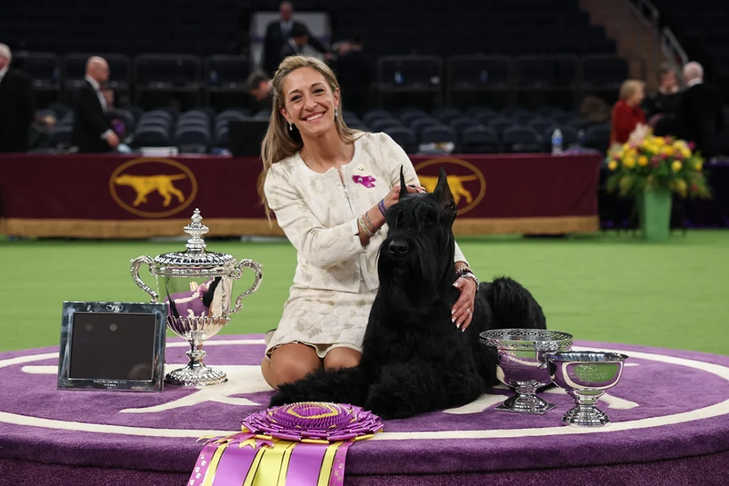 Monty The Giant Schnauzer Wins Best in Show At 149TH Annual Westminster Kennel Club Dog Show