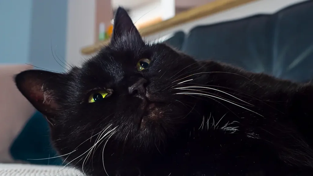 Black Cat Appreciation Day: Dispelling Myths and Celebrating Ebony Felines Black Cat Appreciation Day: Dispelling Myths and Celebrating Ebony Felines