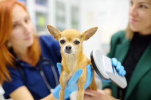 National Check the Chip Day Reminds Pet Owners: A Simple Update Could Save Your Pet’s Life