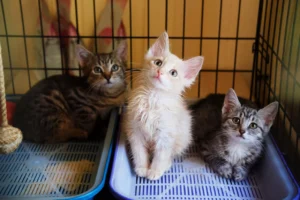 Denver considers banning sale of puppies, kittens and rabbits in city