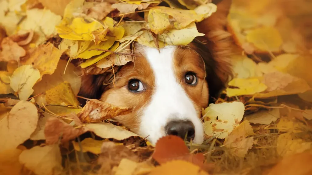 Five Fun Fall Activities to Enjoy the Outdoors with Your Dog