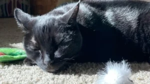 Breakthrough Cancer Drug Shows Promise for Both Cats and Humans