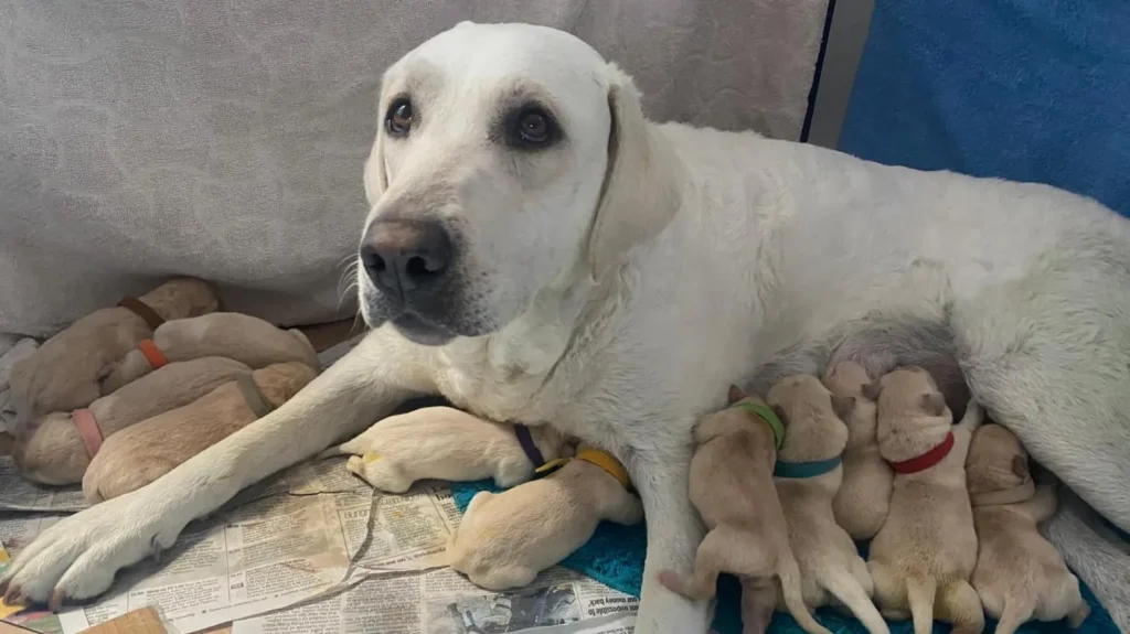 Pet-Sitting Favor Turns Into Emergency Midwifery: Sister Delivers 14 Puppies While Brother Vacations Pet-Sitting Favor Turns Into Emergency Midwifery: Sister Delivers 14 Puppies While Brother Vacations